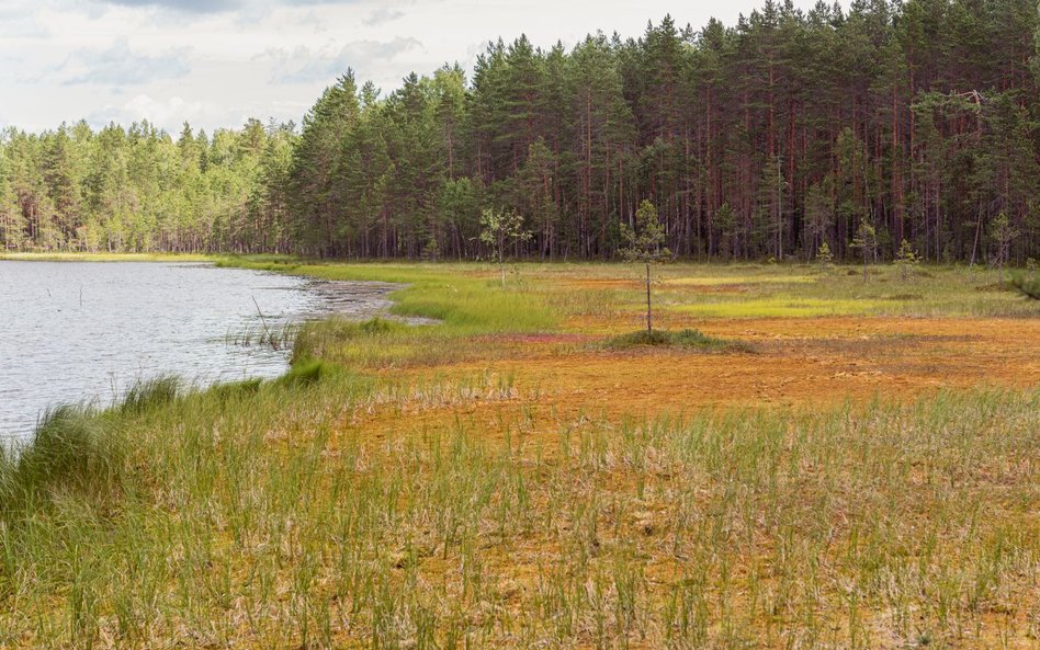 Bagna na brzegu jeziora obok lasu sosnowego w dystrykcie Wyborg na granicy Rosji i Finlandii