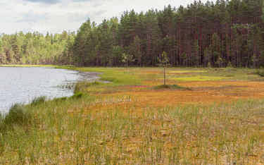 Bagna na brzegu jeziora obok lasu sosnowego w dystrykcie Wyborg na granicy Rosji i Finlandii