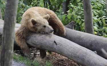 WWF: niedźwiedzie nie zagrażają rozsądnym turystom