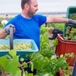 Zmiany klimatu zaczynają mocno wpływać m.in. na rolnictwo we Francji. Upalne lato wpłynęło na poziom