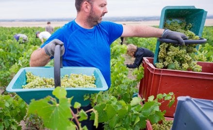 Zmiany klimatu zaczynają mocno wpływać m.in. na rolnictwo we Francji. Upalne lato wpłynęło na poziom