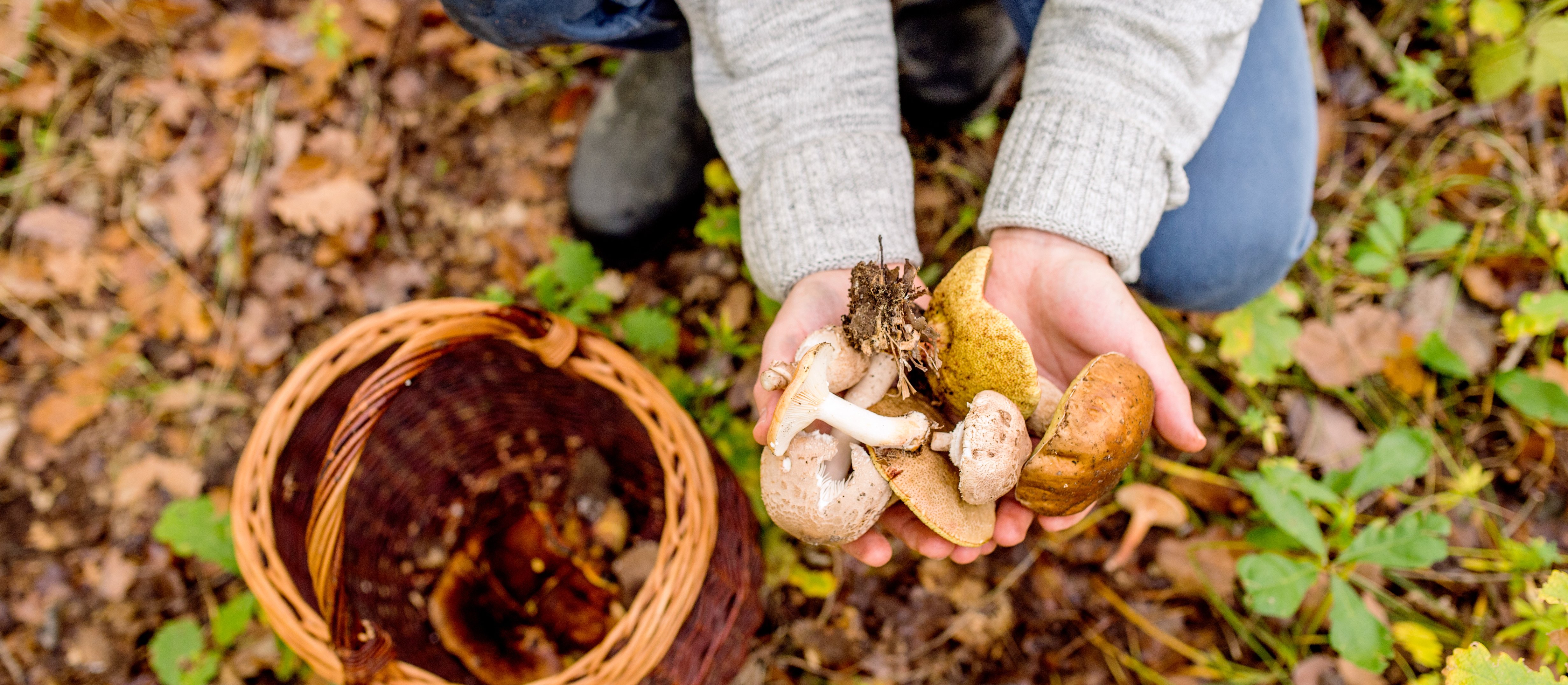 Mikołaj Małecki: Grzybobranie z kodeksem karnym