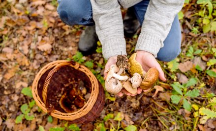 Czy grzyb należy do tego, kto pierwszy go zobaczy? Czy można go zarezerwować i czy „podbieranie” z k