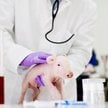 Rosyjscy naukowcy pracują m.in. nad spowolnieniem starzenia się komórek za pomocą terapii genowej, a