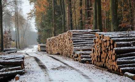 Antoni Kostka: Niech Lasy zwrócą lasy Polsce