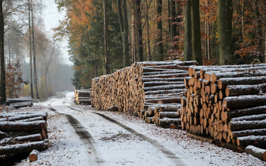 Leśkiewicz: Ustawa kształtuje gospodarkę leśną,a Lasy mają jej słuchać