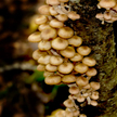 Biopaliwa dzięki grzybom