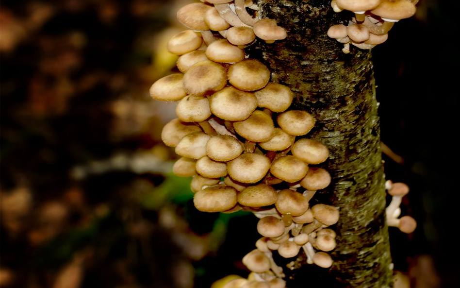 Biopaliwa dzięki grzybom