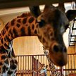 Wszystko o zoo