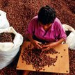 Segregowanie ziaren to jeden z pierwszych etapów produkcji kakao i czekolady