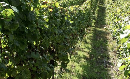 Robert Mazurek: Spadek po mnichach