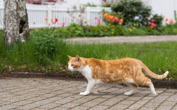 Na Żoliborzu zarejestrowanych jest obecnie 60 społecznych karmicieli kotów, którzy pod opieką mają 8