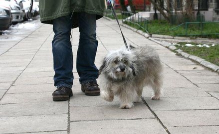 Pies nabroił, jego pani poniesie odpowiedzialność