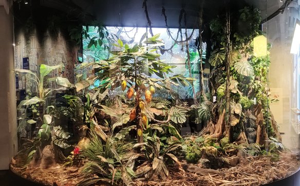 Wiecznie zielone drzewo kakaowca