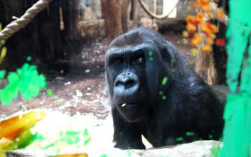 N’Hasa i N’Iralé są już widoczne w Pawilonie Małp Człekokształtnych oraz na wybiegu zewnętrznym