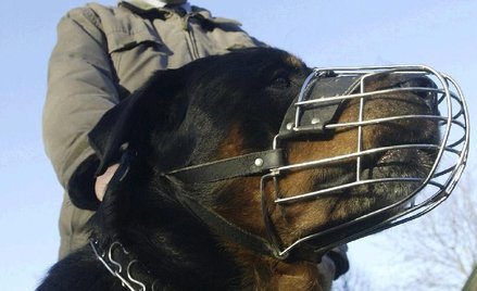 Ustawa o ochronie zwierząt zakazuje spuszczania psów bez możliwości ich kontroli.
