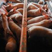 Ukraiński producent wieprzowiny sprzeda akcje w Polsce