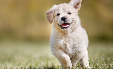 Peta: Kupujesz psy? Nie możesz być feministką