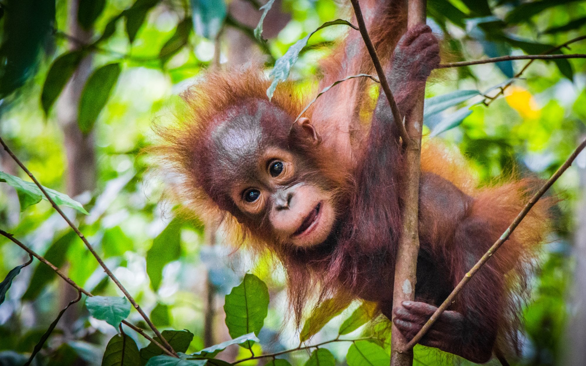 Orangutan mothers arrange playdates for their young
