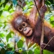 Według naukowców matki orangutanów ponoszą duży wysiłek, by zapewnić dzieciom kontakt z rówieśnikami