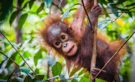 Według naukowców matki orangutanów ponoszą duży wysiłek, by zapewnić dzieciom kontakt z rówieśnikami