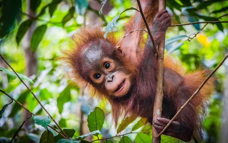 Według naukowców matki orangutanów ponoszą duży wysiłek, by zapewnić dzieciom kontakt z rówieśnikami