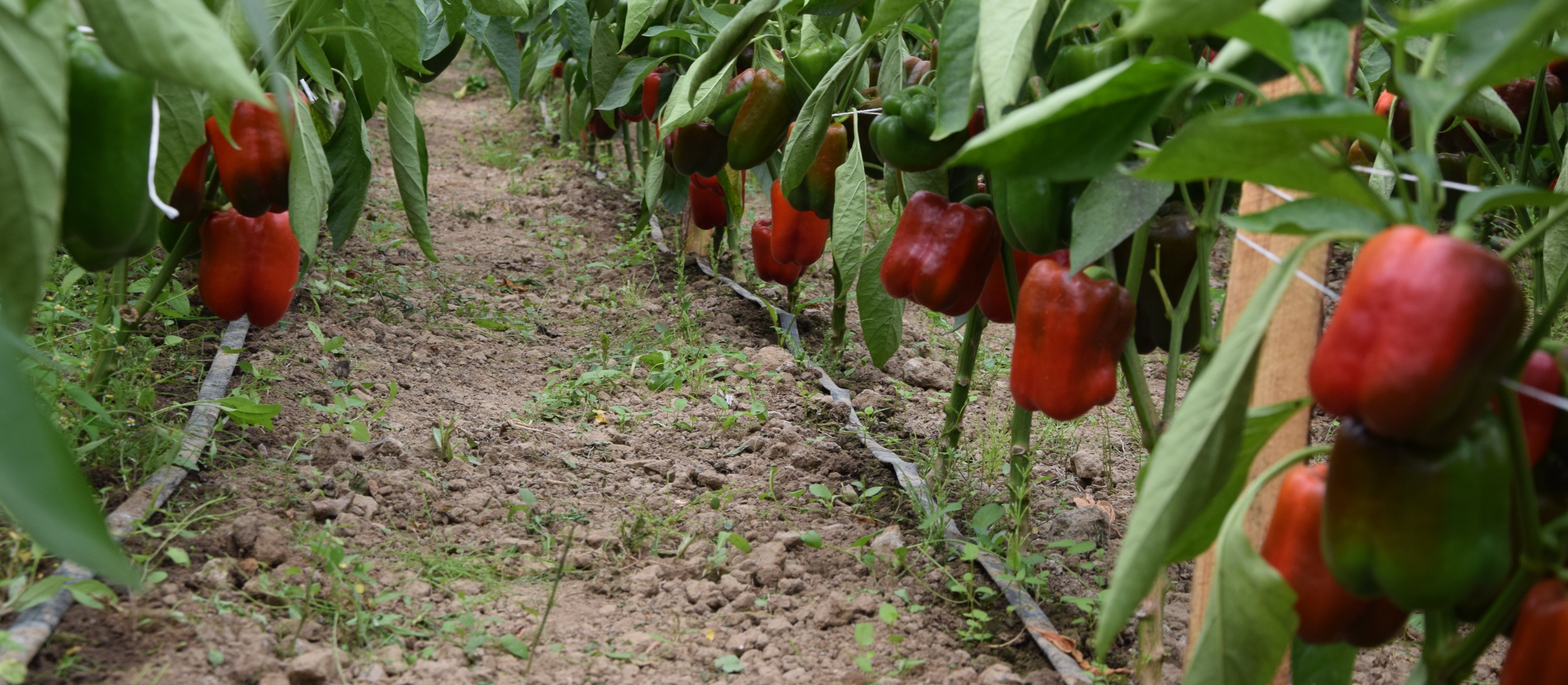 Rolnicy otwierają pola dla Polaków. Ratują się przed „klęską urodzaju”