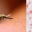 Komar przenoszący pasożyty powodujące malarię
