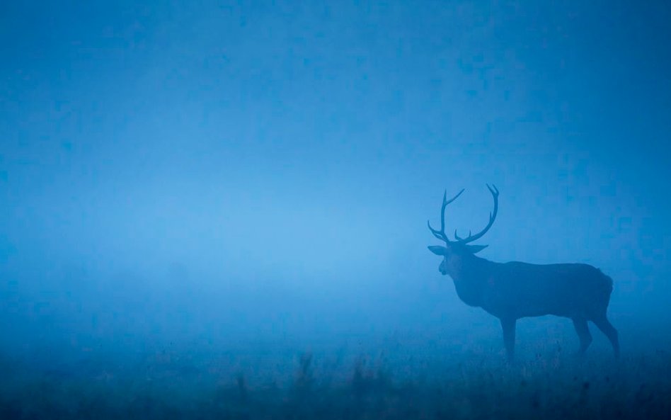 Zdjęcia do „Królestwa” kręcone na Podlasiu to ok. 10 proc. całego filmu.