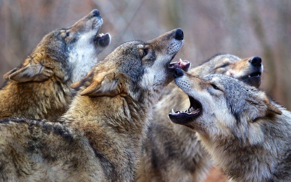 Zdjęcia do „Królestwa” kręcone na Podlasiu to ok. 10 proc. całego filmu.