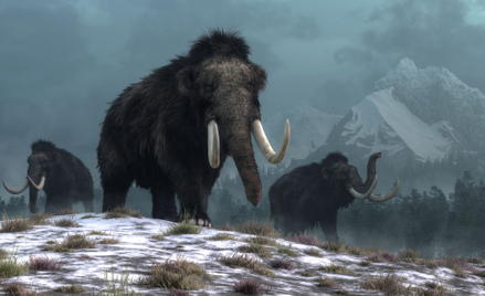 Archeolodzy uzyskali dowód na obecność mamuciego mięsa w diecie praprzodków Indian Ameryki Północnej