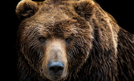 Alaska: Niedźwiedź "włamał się" do zoo i zabił alpakę