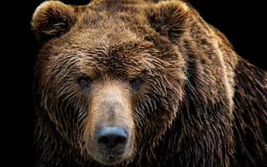 Alaska: Niedźwiedź "włamał się" do zoo i zabił alpakę