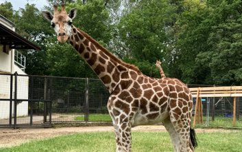 Pierwsze urodziny żyrafy Pietruszki będą obchodzone w środę, 9 lipca, w warszawskim zoo
