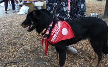 Podczas akcji Adoptuj Warszawiaka w różnych częściach miasta można spotkać psy czekające na adopcję