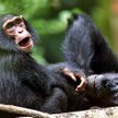 Orangutan szuka żony