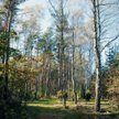 Puszcza Kampinoska to jedyny tak duży kompleks leśny w Europie położony tuż przy stolicy.