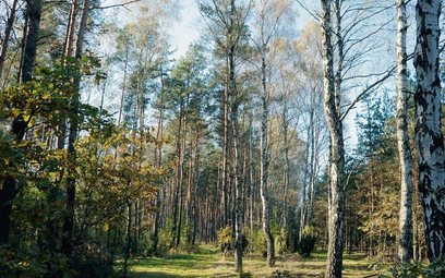 Puszcza Kampinoska to jedyny tak duży kompleks leśny w Europie położony tuż przy stolicy.