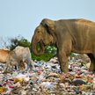 Słonie i konie na wysypisku plastikowych śmieci w mieście Ampara na wschodzie Sri Lanki