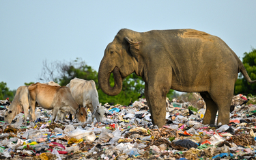 Słonie i konie na wysypisku plastikowych śmieci w mieście Ampara na wschodzie Sri Lanki