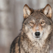 "Front Wyzwolenia" chce wybić wilki w Alpach