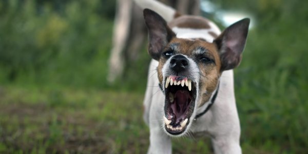 Polish plan to remove aggressive dogs and bar adoption faces criticism