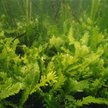 Caulerpa taxifolia. Fot. National Oceanic and Atmospheric Administration