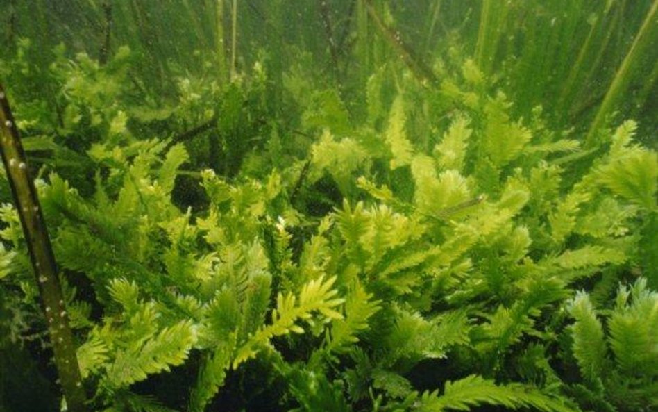 Caulerpa taxifolia. Fot. National Oceanic and Atmospheric Administration