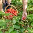 Polka 33 dni z rzędu zbierała truskawki w Niemczech. Eksperci mówią, czy dziś można zarobić na „saks