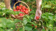 Polka 33 dni z rzędu zbierała truskawki w Niemczech. Eksperci mówią, czy dziś można zarobić na „saks