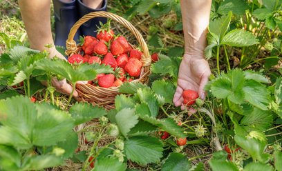 Polka 33 dni z rzędu zbierała truskawki w Niemczech. Eksperci mówią, czy dziś można zarobić na „saks