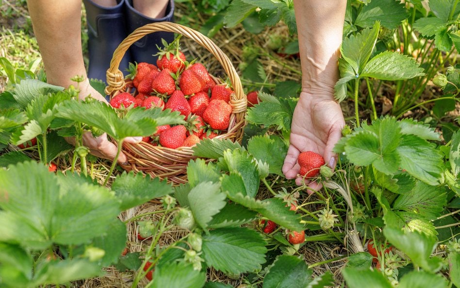 Polka 33 dni z rzędu zbierała truskawki w Niemczech. Eksperci mówią, czy dziś można zarobić na „saks