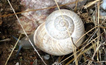 Iberus gualterianus alonensis Xvazquez