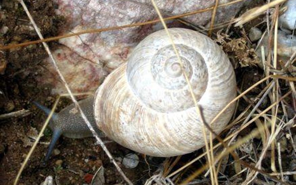 Iberus gualterianus alonensis Xvazquez